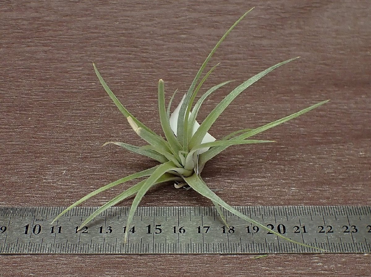 Tillandsia mima v.chilitensischi Ran jia*mi inset li ton sis# air plant TI