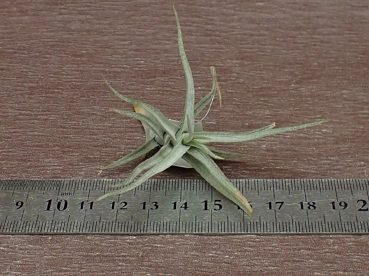 Tillandsia diaguitensis チランジア・ディアグイテンシス■エアプランツDF_画像3