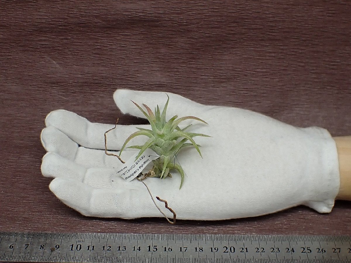 Tillandsia ionantha v.vanhyningiichi Ran jia* Io naan ta bumper i person gi-# air plant TI