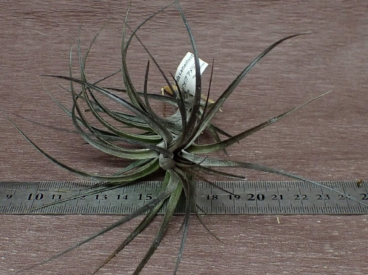 Tillandsia tenuifolia v.amethyst チランジア・テヌイフォリア アメジスト★エアプランツTI_画像3