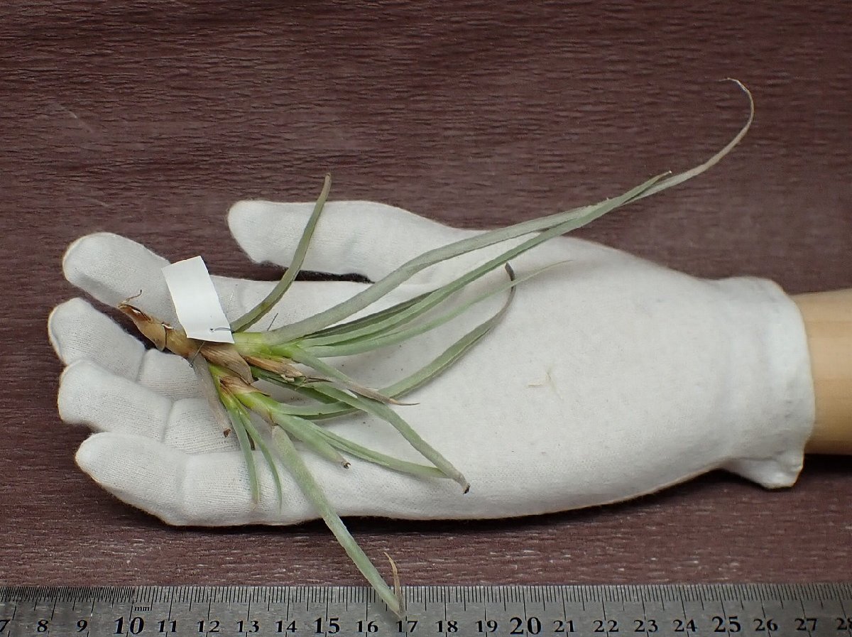 Tillandsia caliginosa yellow flower チランジア・カリギノサ 黄花★エアプランツPRの画像1