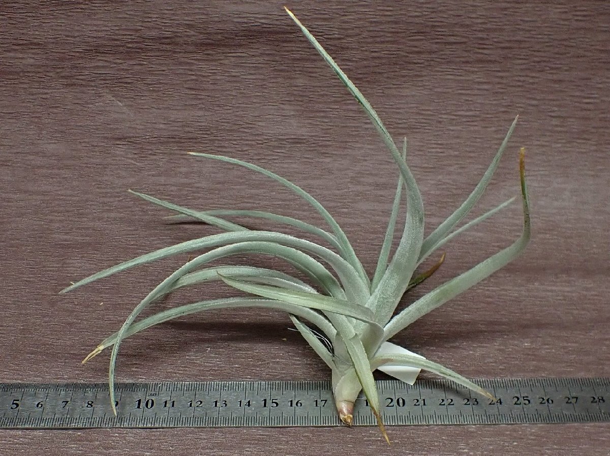 Tillandsia ixioides チランジア・イキシオイデス★エアプランツPR_画像2