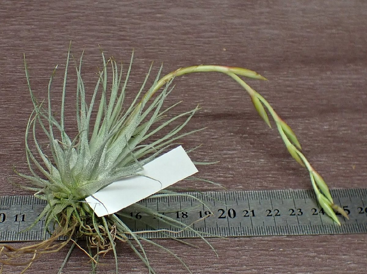 Tillandsia fuchsii v.fuchsiichi Ran jia* крюк si- крюк si-* воздушный растения TI