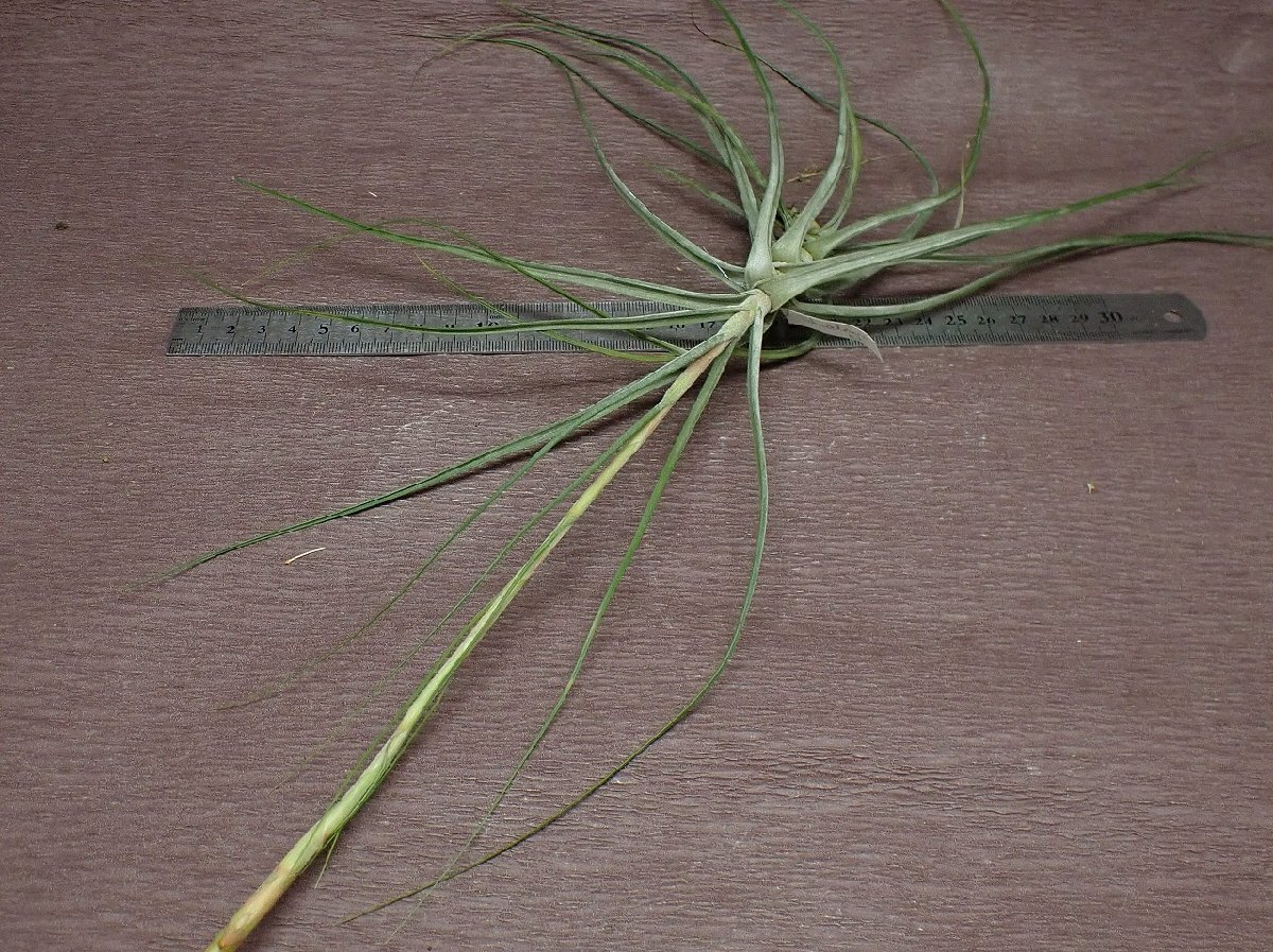 Tillandsia schiedeanachi Ran jia*si-ti hole * air plant KK