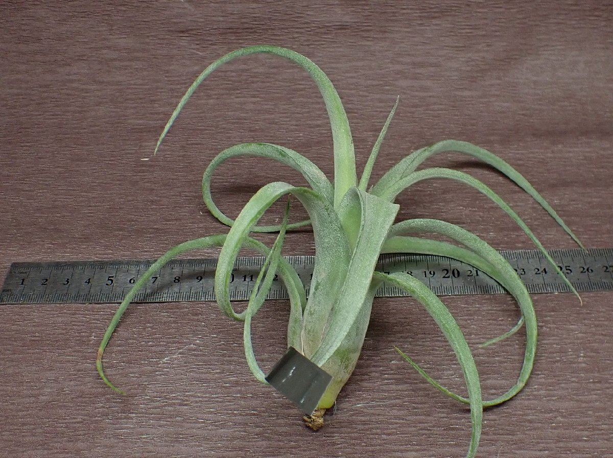 Tillandsia 'Curly Slim' チランジア カーリースリム★エアプランツEPの画像2