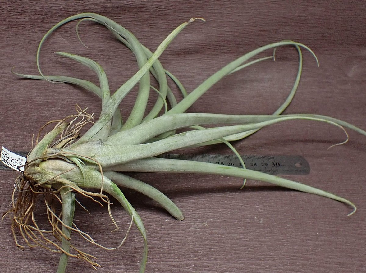 Tillandsia schusterichi Ran jia*shus Terry * air plant TI