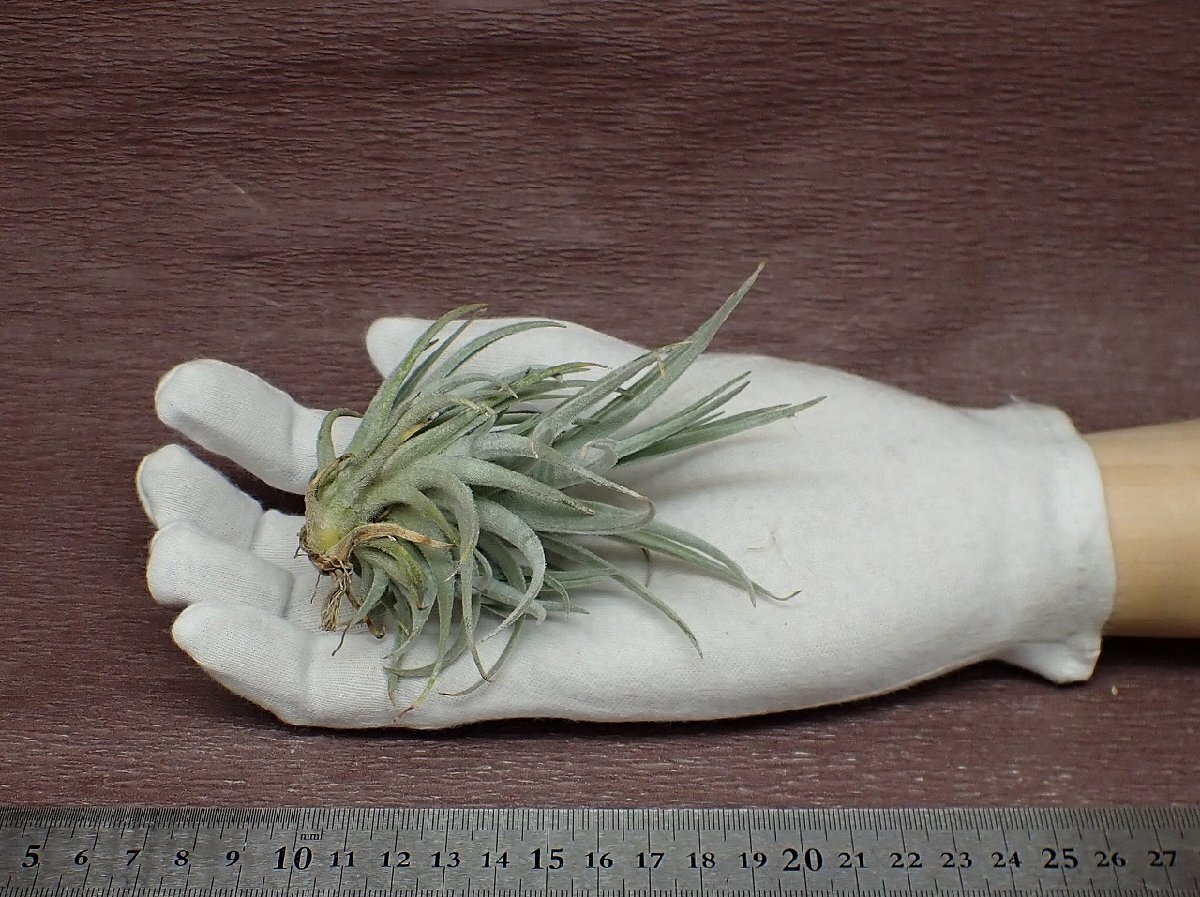 Tillandsia cardenasii チランジア・カルデナシー★エアプランツPR_画像1