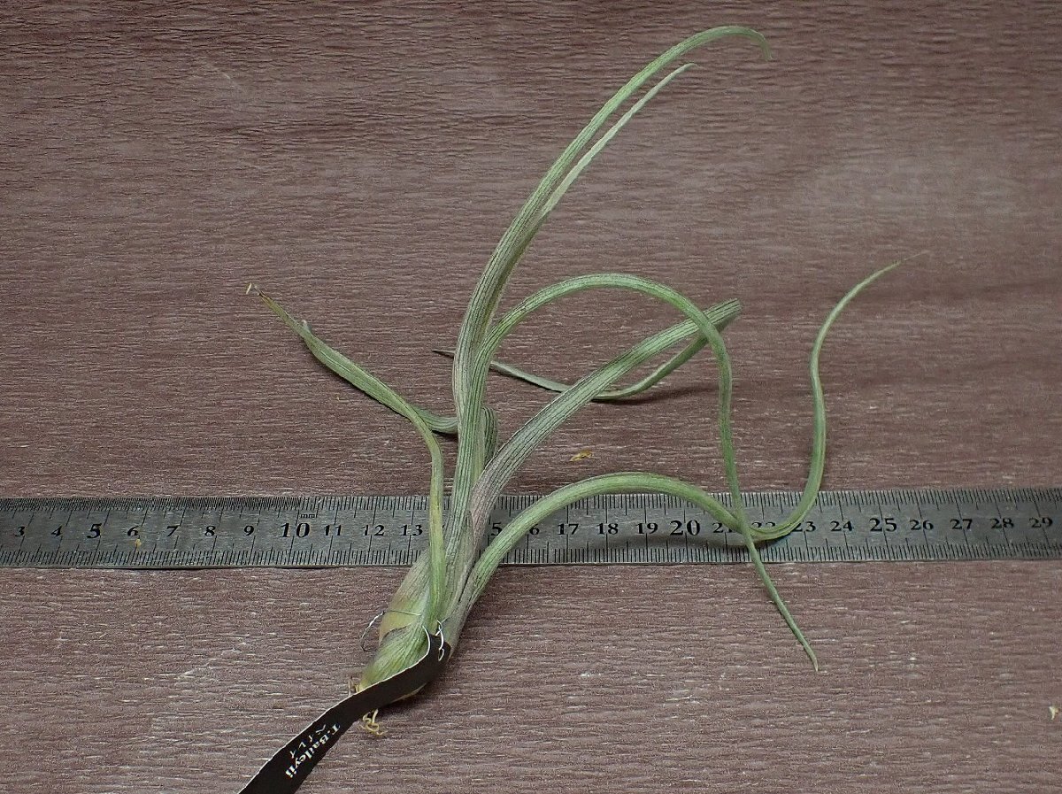 Tillandsia baileyi？ チランジア・ベイレイ★エアプランツEP_画像2