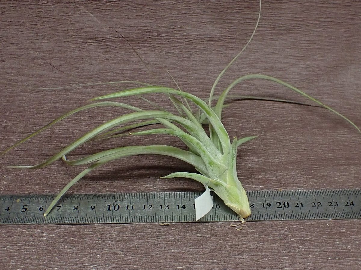 Tillandsia 'Starburst' チランジア スターバースト★エアプランツTI_画像2