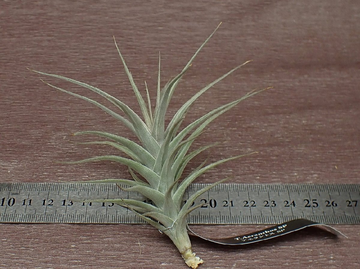 Tillandsia aeranthos SPchi Ran jia*a Elan tosSP* air plant EP