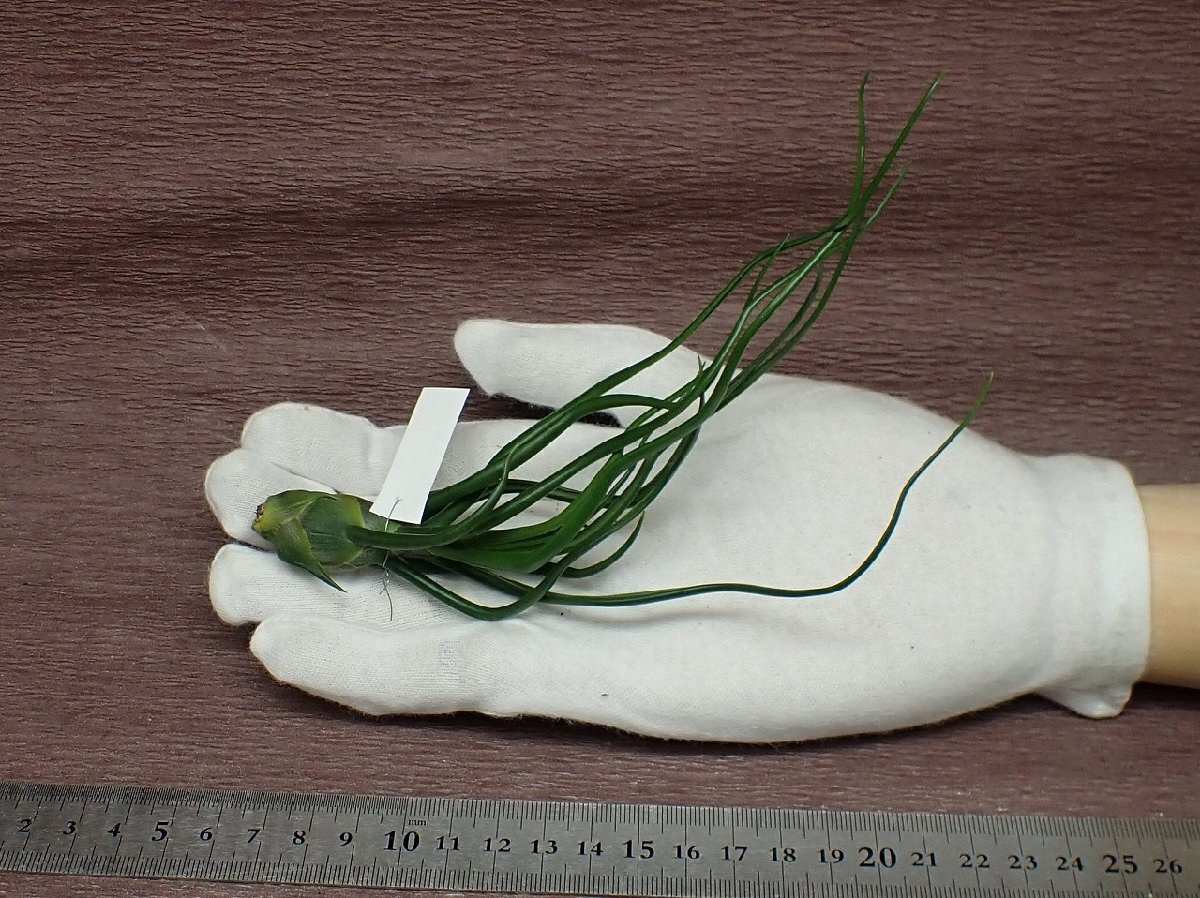 Tillandsia bulbosa Giant チランジア・ブルボーサ ジャイアント●エアプランツKK_画像1