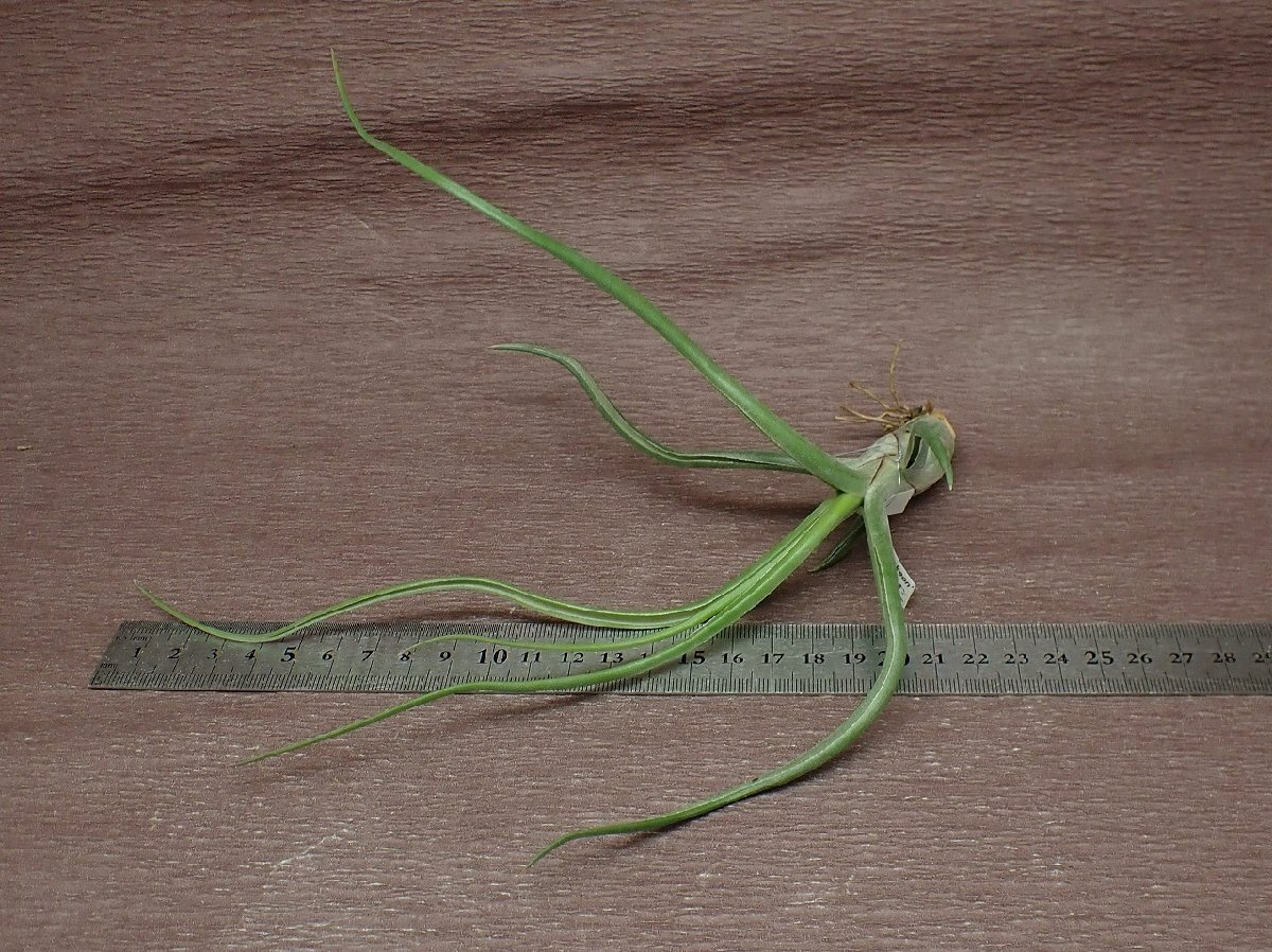 Tillandsia 'Patricia Mckeon' チランジア パトリシア マッキーオン●エアプランツJDの画像3