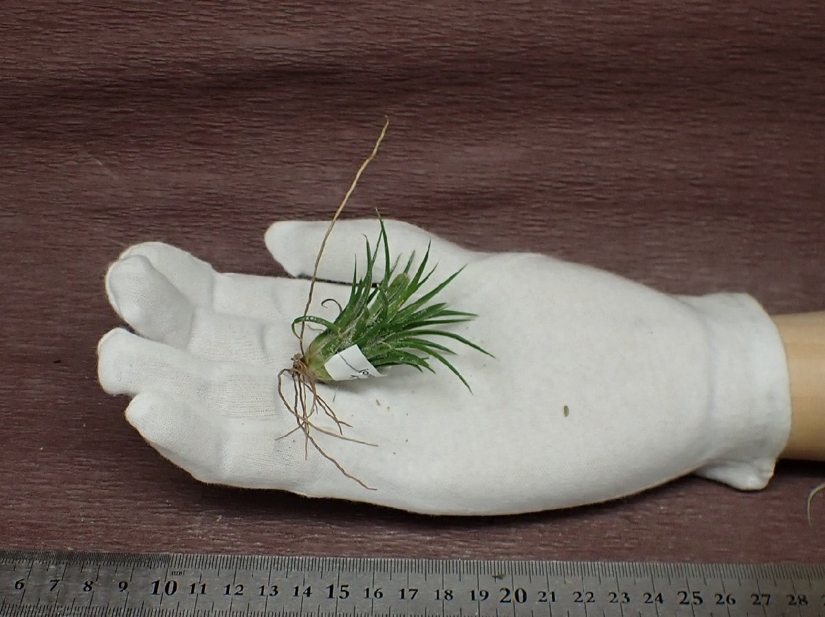 Tillandsia ionantha 'Albino' チランジア・イオナンタ アルビノ●エアプランツTI_画像1