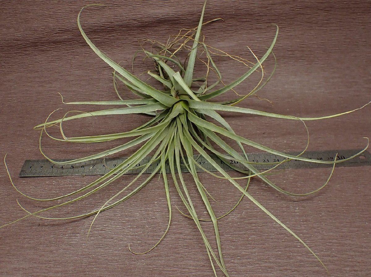 Tillandsia latifolia 'Prolifera' チランジア・ラティフォリア プロリフェラ★エアプランツTIの画像3