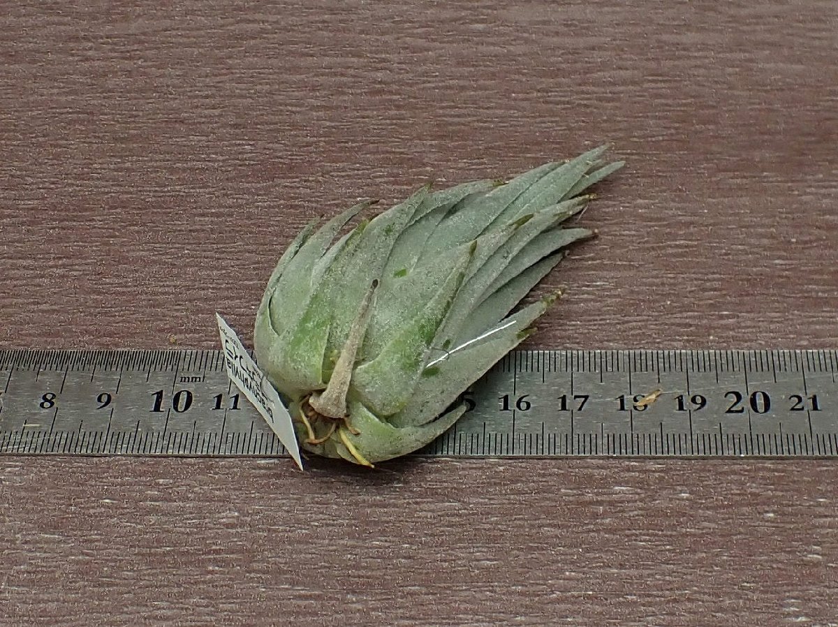 Tillandsia brachyphylla チランジア・ブラキフィラ★エアプランツEPの画像2