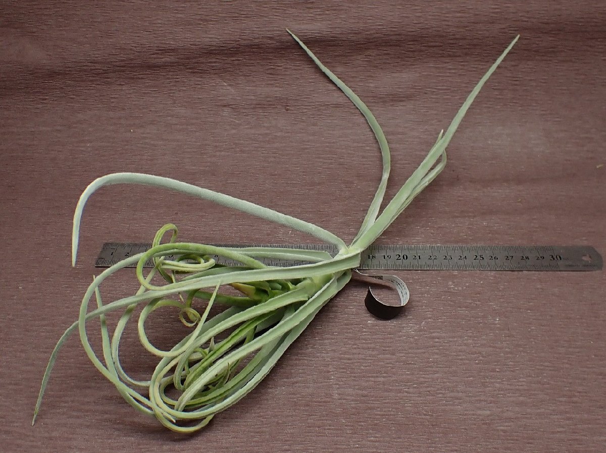 Tillandsia duratiichi Ran jia*du Latte .* air plant EP