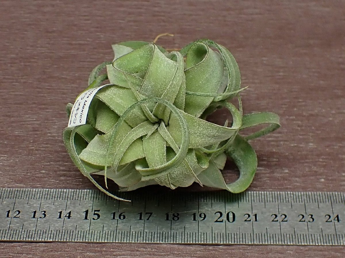 Tillandsia streptophylla Mexico チランジア・ストレプトフィラ メキシコ★エアプランツTIの画像3