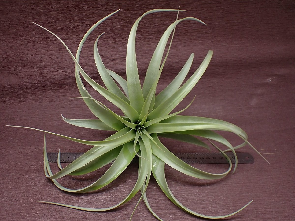 Tillandsia capitata \'Giant White\'chi Ran jia*kapita-taja Ian to white * air plant TI