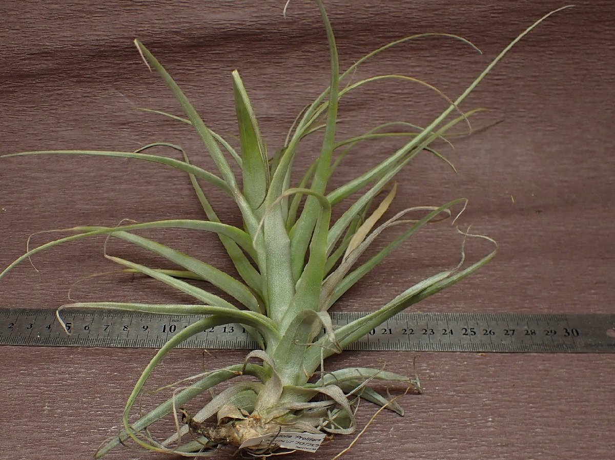 Tillandsia latifolia 'Prolifera' チランジア・ラティフォリア プロリフェラ★エアプランツTIの画像2