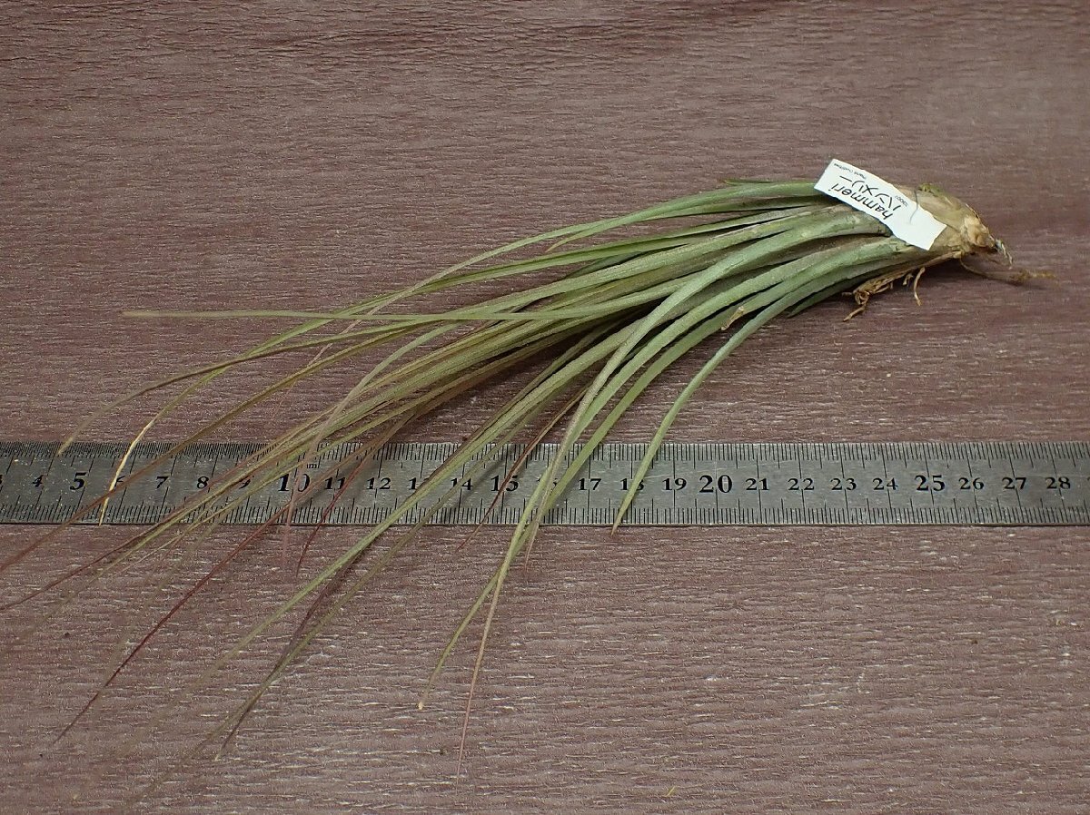 Tillandsia hammeri チランジア・ハンメリー★エアプランツTIの画像3