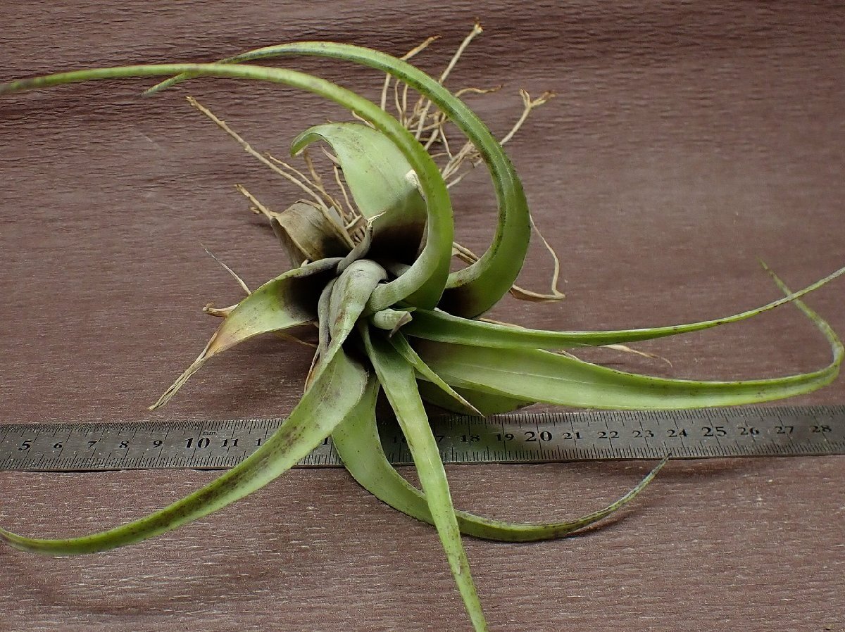 Tillandsia flexuosa 'Grand Cayman' チランジア・フレクスオーサ グランドケイマン★エアプランツTIの画像3