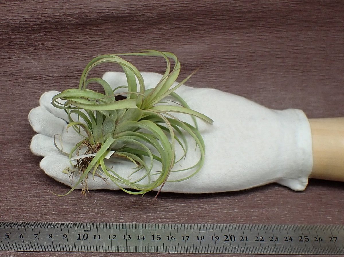 Tillandsia concolor x T.streptophylla チランジア・コンコロールxストレプトフィラ★エアプランツTIの画像1