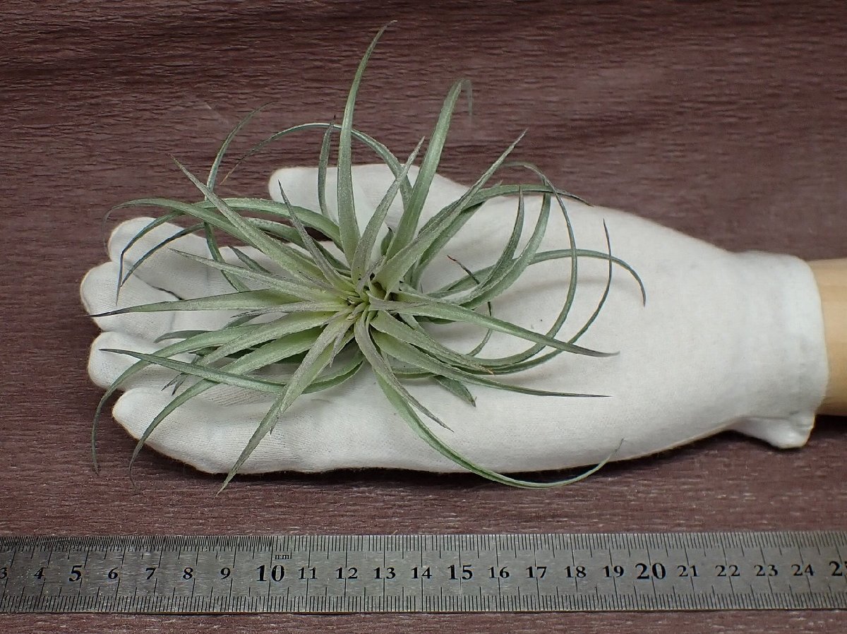 Tillandsia stricta 'Soft Purple' チランジア・ストリクタ ソフトパープル★エアプランツTIの画像1