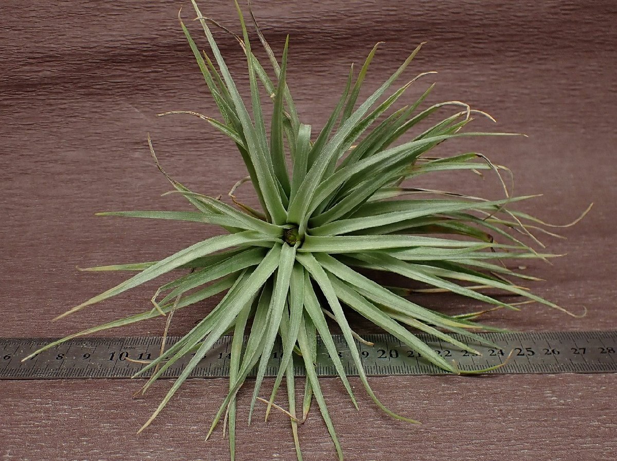 Tillandsia 'Houston DarkRed' チランジア ヒューストンダークレッド★エアプランツPR_画像3