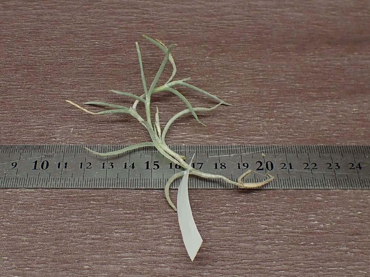 Tillandsia usneoides x T.mollis チランジア・ウスネオイデスxモリス■エアプランツPRの画像2