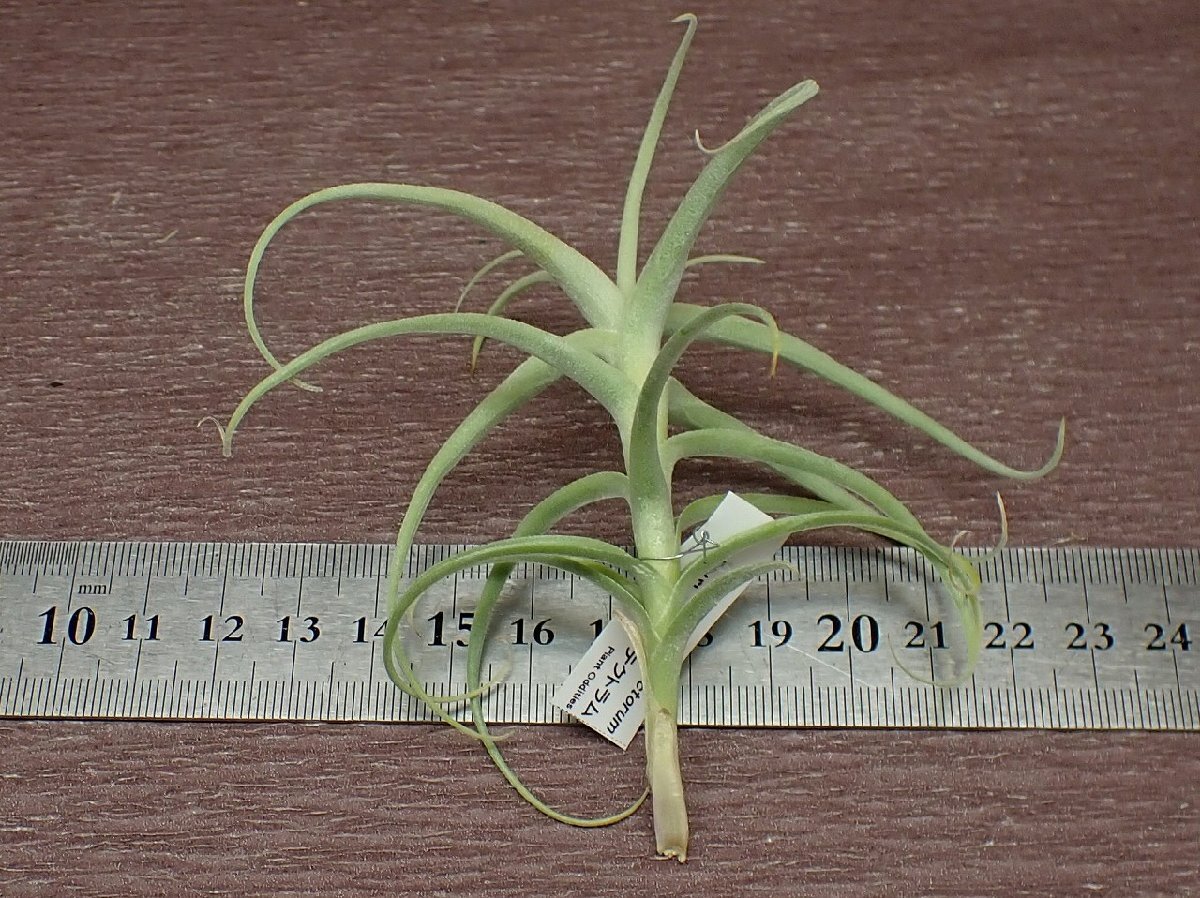 Tillandsia paleacea x T.tectorum チランジア・パレアセアxテクトラム●エアプランツTI_画像2
