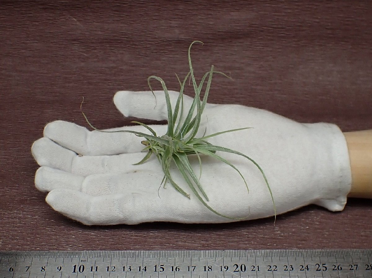 Tillandsia straminea 'Bush'34 チランジア・ストラミネア ブッシュ●エアプランツTIの画像1