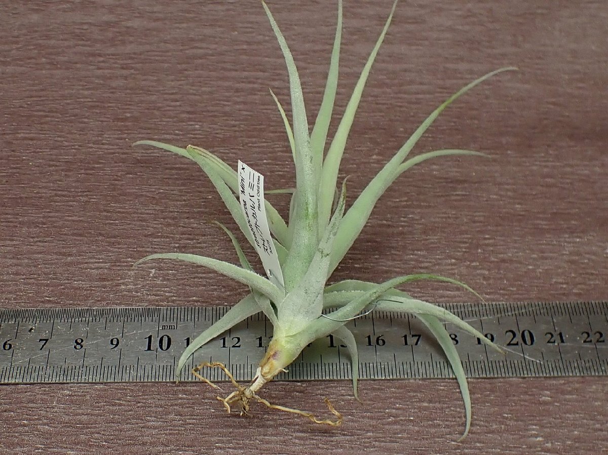 Tillandsia streptocarpa 'Mini' x チランジア・ストレプトカルパ ミニ●エアプランツTI_画像2