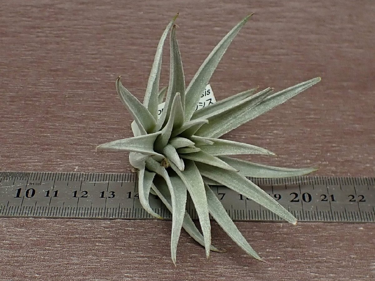 Tillandsia comarapaensischi Ran jia* koma lapaensis* air plant TI