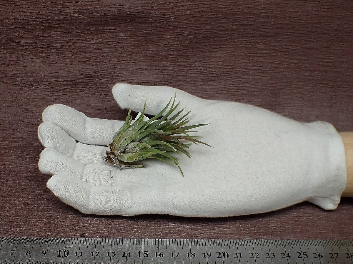 Tillandsia ionantha v.stricta チランジア・イオナンタ ストリクタ■エアプランツPR_画像1