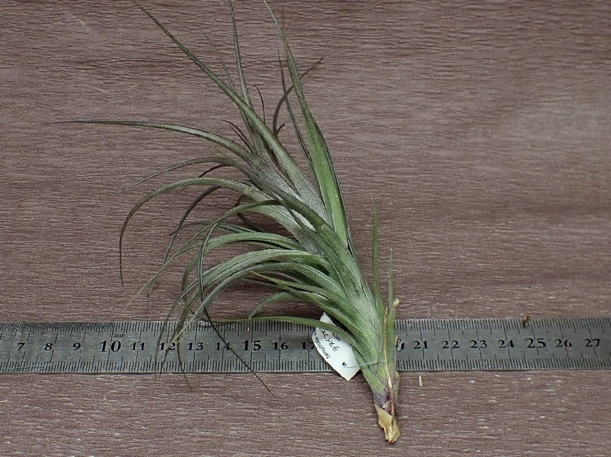 Tillandsia tenuifolia v.amethyst チランジア・テヌイフォリア アメジスト★エアプランツTI_画像2