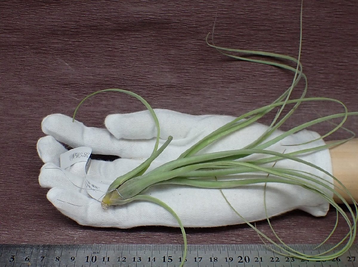 Tillandsia balbisiana チランジア・バルビシアナ★エアプランツEP_画像1