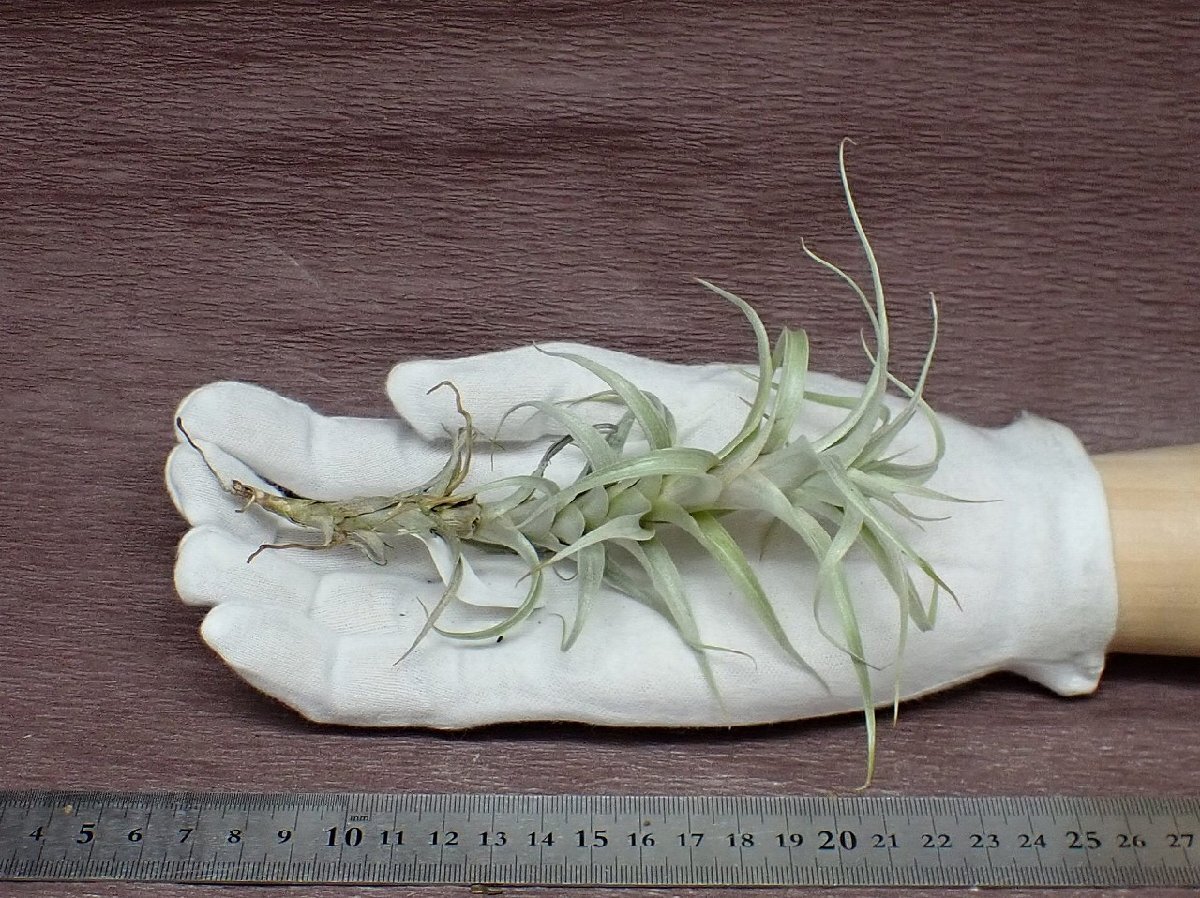 Tillandsia macbrideanachi Ran jia* Mac b Lidia na* air plant TI