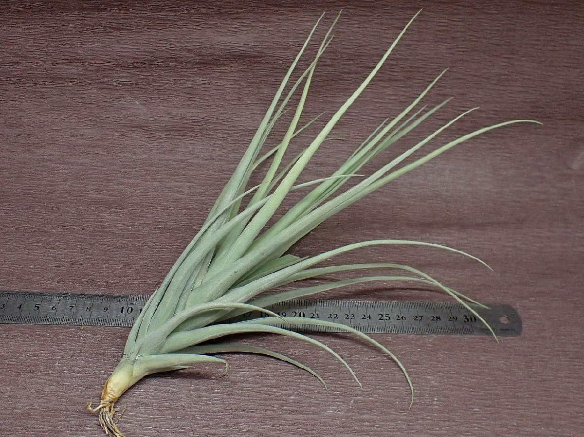 Tillandsia ixioides x T.reichenbachii チランジア・イキシオイデスxライヘンバッキー★エアプランツTI_画像2