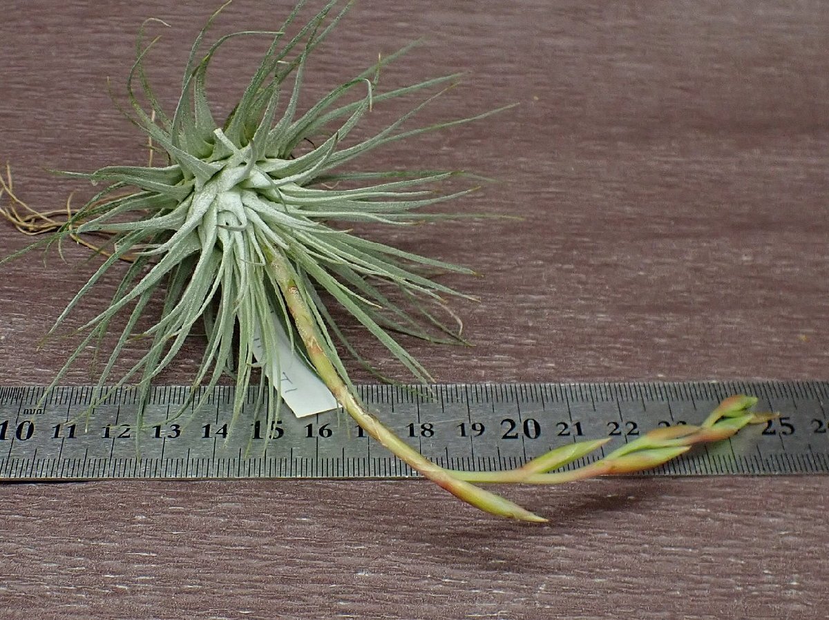 Tillandsia fuchsii v.fuchsiichi Ran jia* крюк si- крюк si-* воздушный растения TI