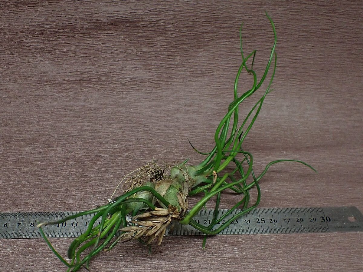 Tillandsia 'Mini Medusae' チランジア ミニメデューサ★エアプランツKKの画像3