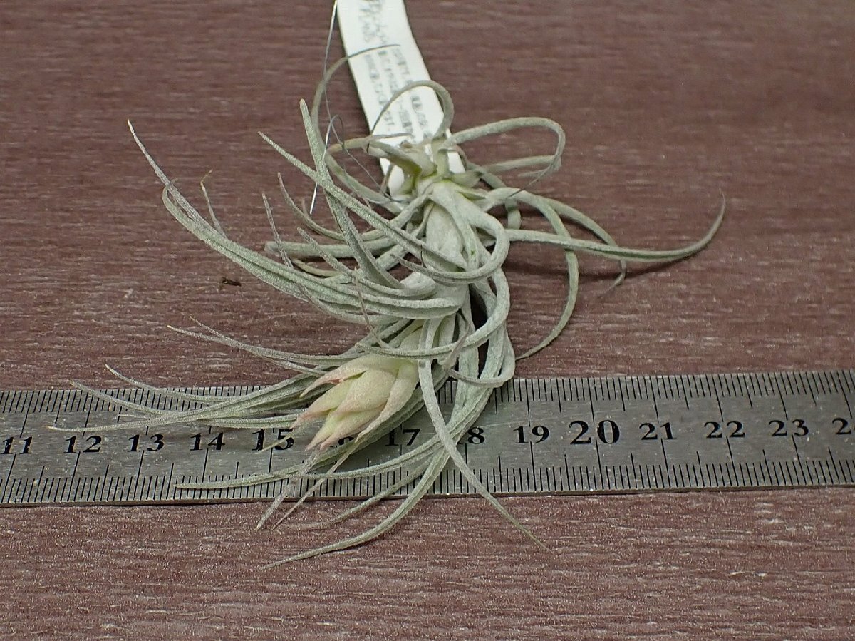 Tillandsia sucrei チランジア・スークレイ■エアプランツEP★第四種送料別途★税別1円～!!_画像3