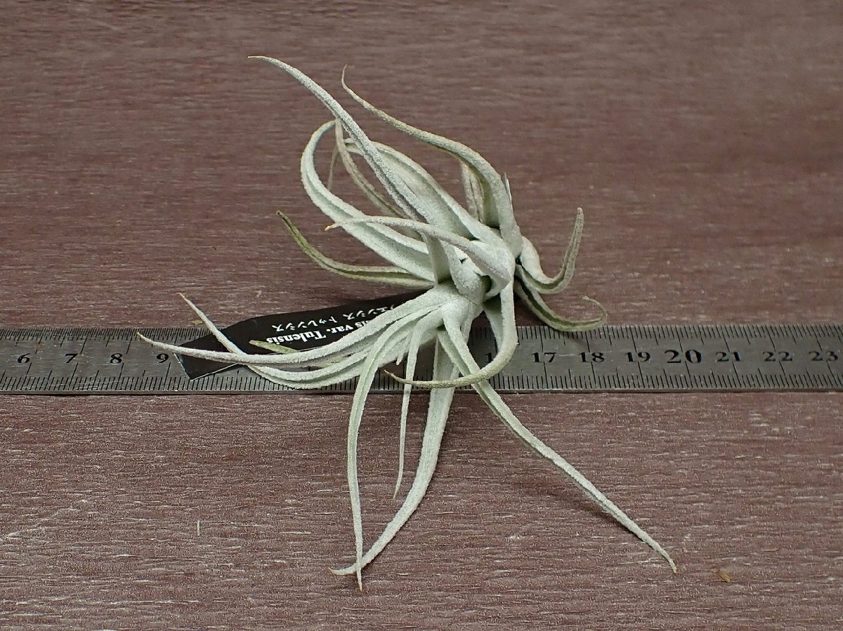 Tillandsia mitlaensis v.tulensis チランジア・ミトラエンシス トゥレンシス★エアプランツEP★第四種送料別途★税別1円～!!_画像3