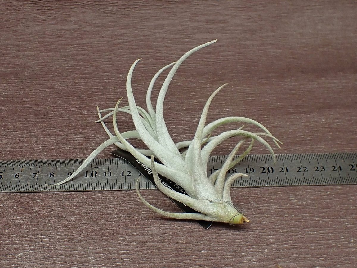 Tillandsia mitlaensis v.tulensis チランジア・ミトラエンシス トゥレンシス★エアプランツEP★第四種送料別途★税別1円～!!_画像2