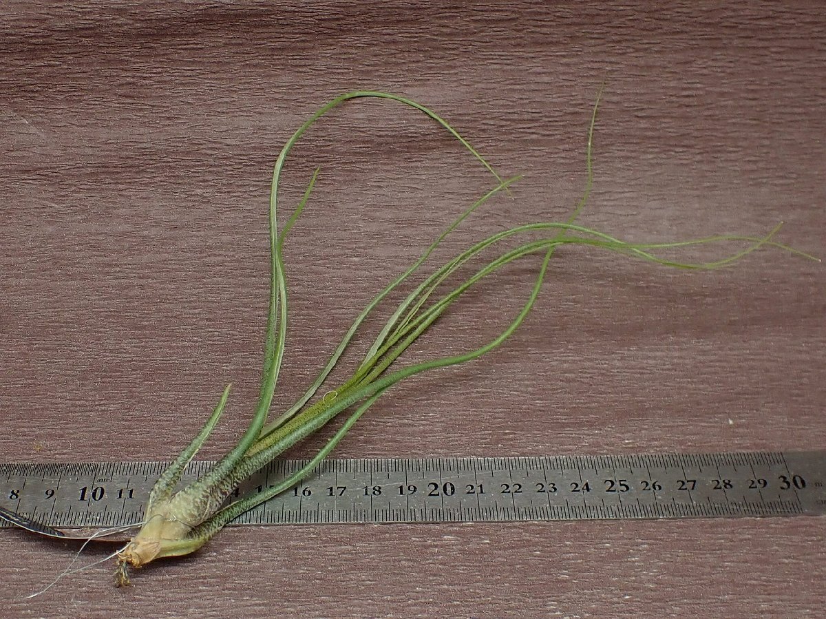 Tillandsia butzii チランジア・ブッツィー●エアプランツEP★第四種送料別途★税別1円～!!_画像2