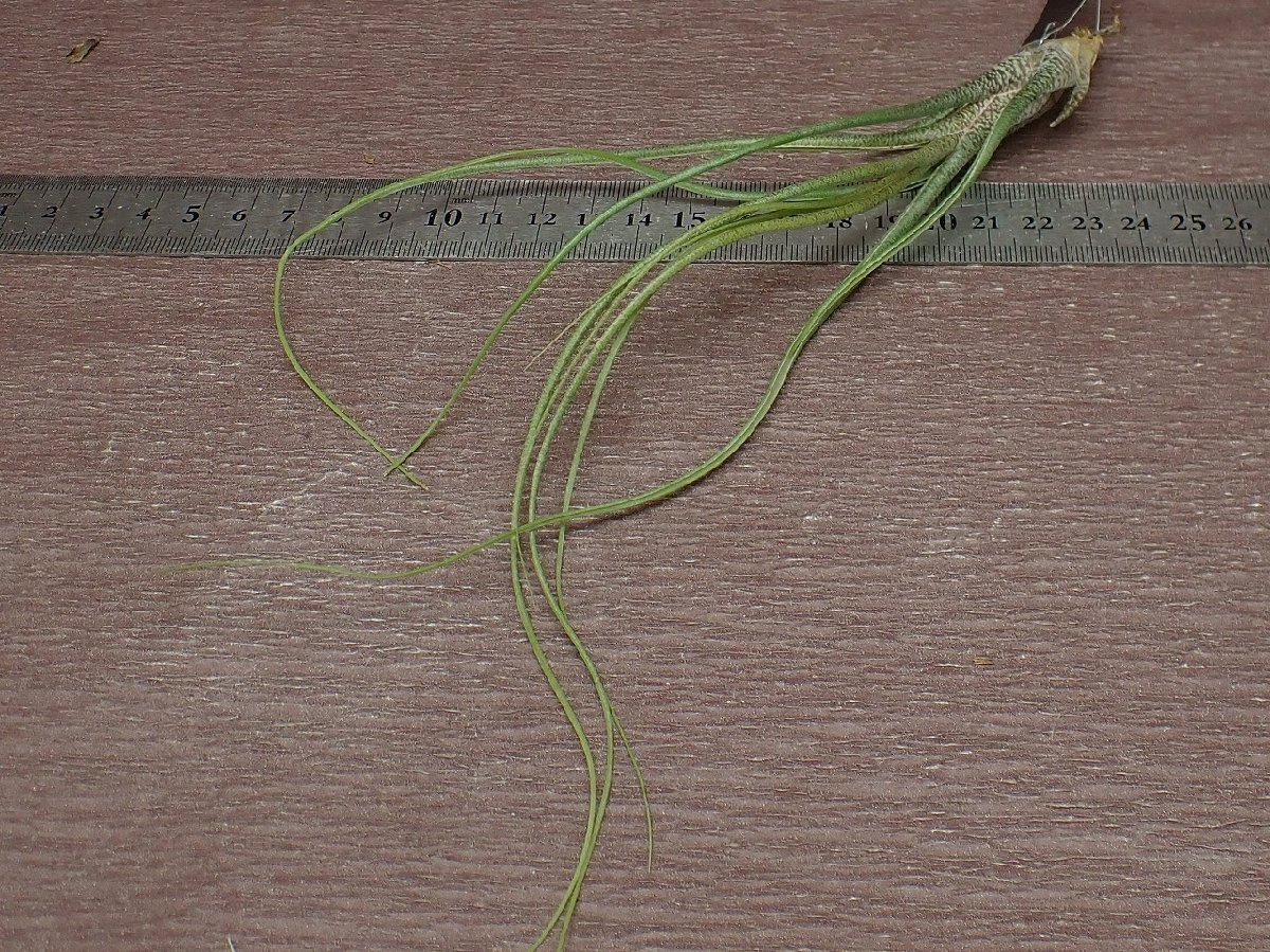 Tillandsia butzii チランジア・ブッツィー●エアプランツEP★第四種送料別途★税別1円～!!_画像3