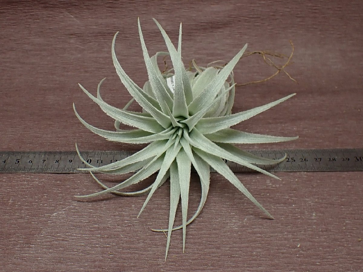 Tillandsia gardneri v.rupicolachi Ran jia*garudoneliru pico la* air plant JD