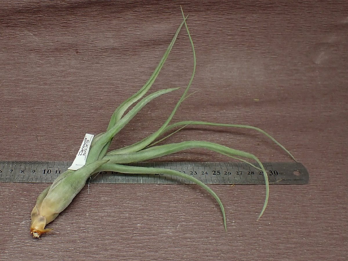 Tillandsia 'Carmela' チランジア カルメラ★エアプランツJDの画像2