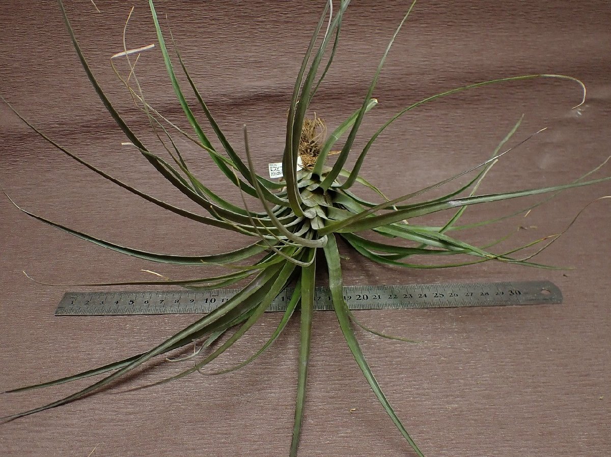 Tillandsia magnispicachi Ran jia* mug varnish pika* air plant TI