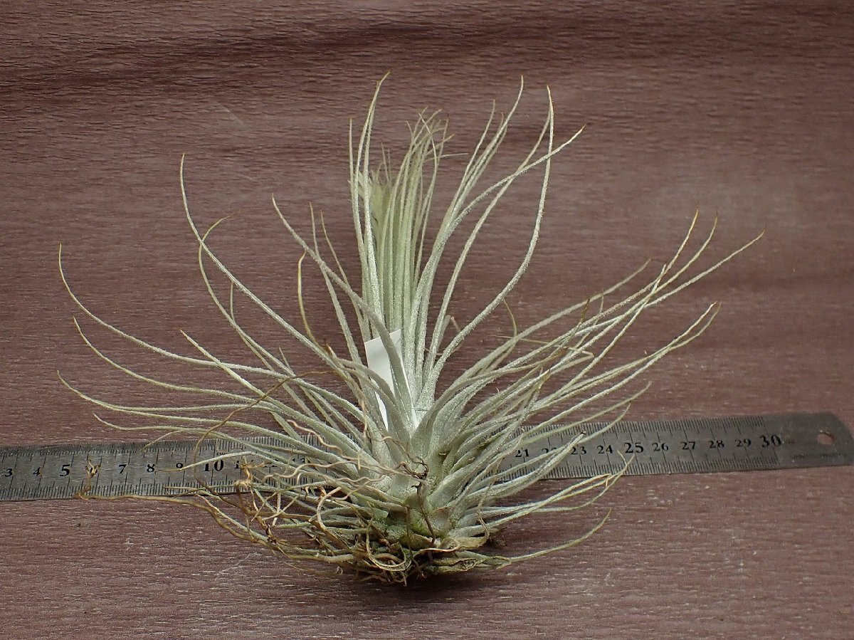 Tillandsia tectorum x T.plumosa チランジア・テクトラムxプルモサ★エアプランツTIの画像2