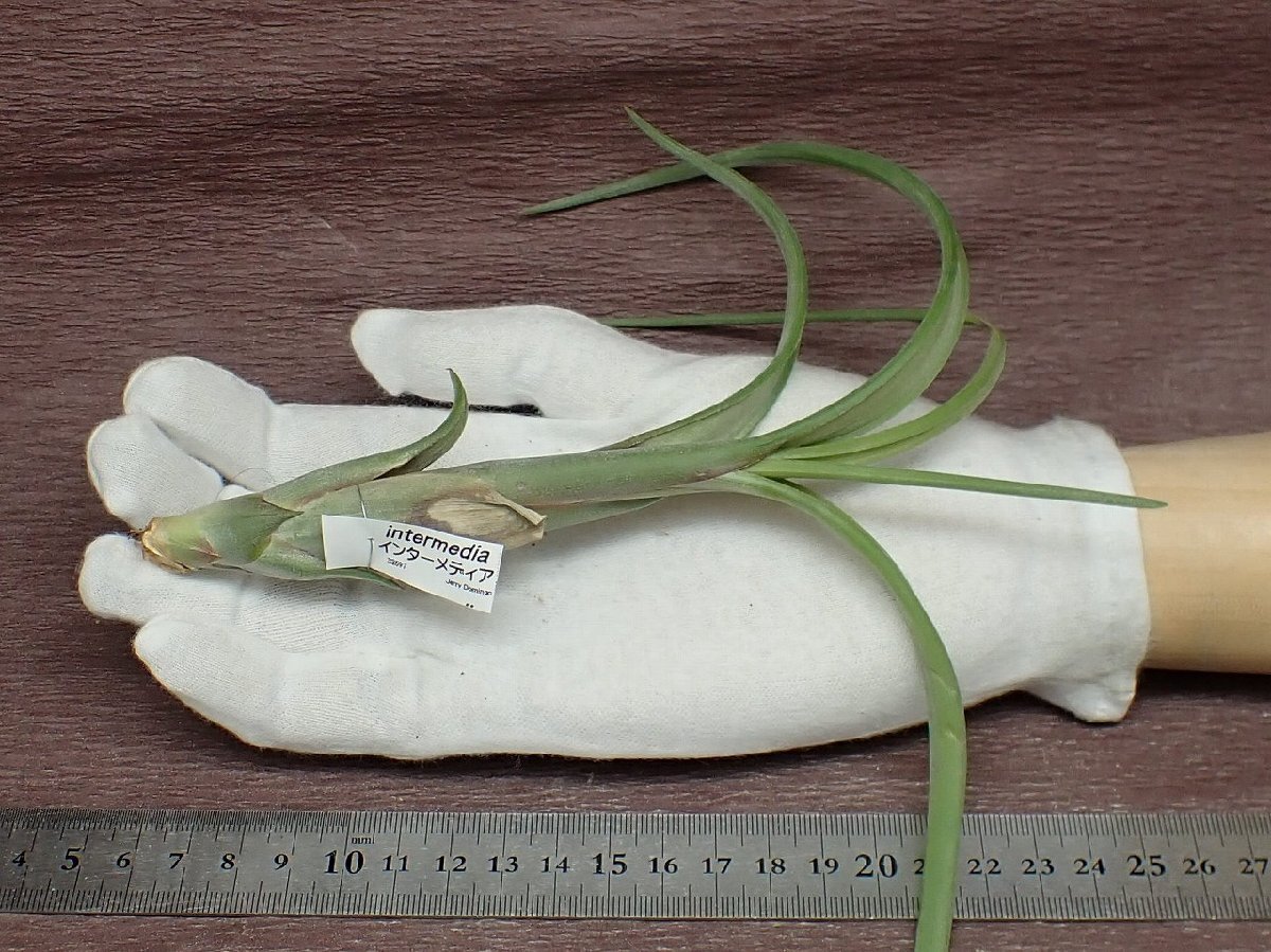 Tillandsia intermedia チランジア・インターメディア★エアプランツJDの画像1